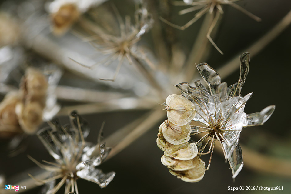 Hình ảnh macro tuyệt đẹp về băng giá Sa Pa